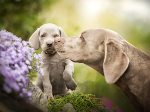 Puppy, Dogs, Weimaraner