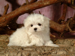 Puppy, White