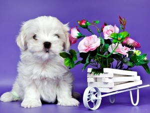 White, roses, trolley, Puppy