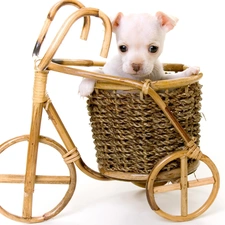 Puppy, White, wooden, Bicycle