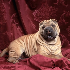 Purple, hangings, Shar Pei