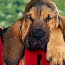 Red, railing, Bloodhound