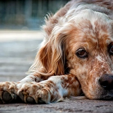 rapprochement, paws, Spaniel, blur, muzzle