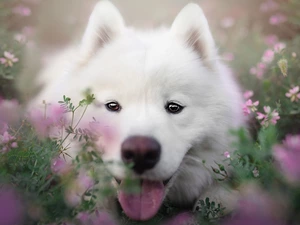 Flowers, rapprochement, dog, Samojed, White