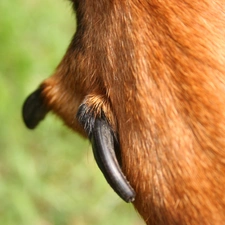 Rear, Beaucerona, double, paw, nail