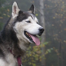 red hot, Leash, Husky