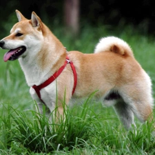 Red, braces, Shiba inu