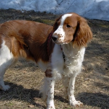 red-white, coat, Welsh Springer Spaniel