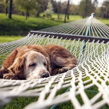 resting, Hammock, lazy, Cocer Spaniel