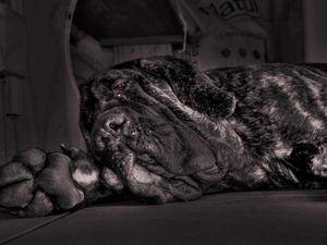 resting, mastiff