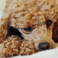 poodle, resting, dog