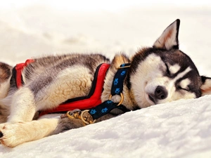 snow, resting, Husky