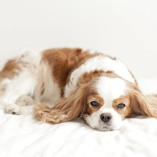 resting, beige, Spaniel, white