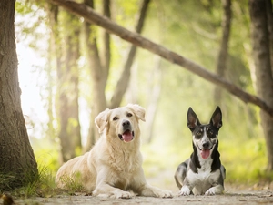 trees, viewes, Australian cattle dog, forest, Golden Retriever