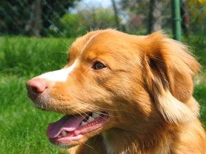 mouth, Retriever from Nova Scotia