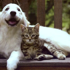 Golden Retriever, cat