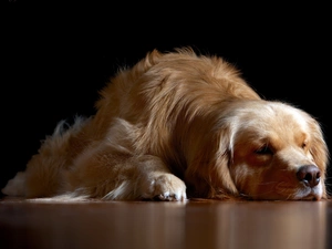 golden, retriever, dog