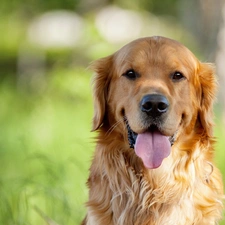 golden, retriever, dog