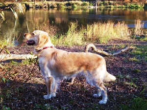 Golden Retriever, River