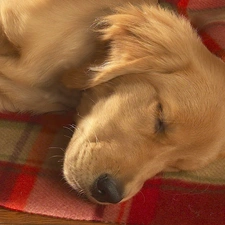 golden, retriever, sleepy