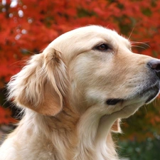 Golden Retriever, Sponge