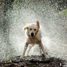 Golden Retriever, water