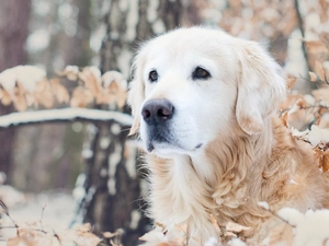 retriever, golden