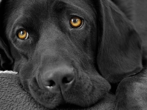 Labrador, retriever, Black