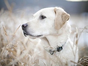 Labrador, retriever, dog