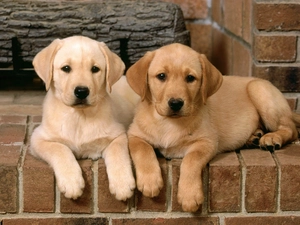 Labrador Retriever, puppies