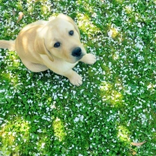 Labrador, retriever, Puppy