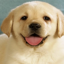 Labrador, retriever, Puppy