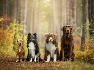 shetland Sheepdog, Australian Shepherd, Bush, Labrador Retriever, lea, mongrel, Dogs, forest
