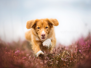 Meadow, heathers, running, Retriever Nova Scotia, dog