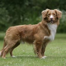 Retriever Nova Scotia, Beatyfull