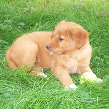 Retriever Nova Scotia, Puppy