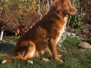 Retriever Nova Scotia