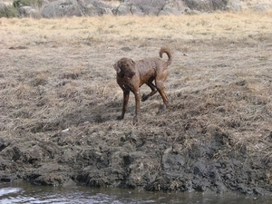wet, Chesapeake Bay retriever