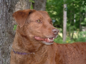 Head, Chesapeake Bay retrievera