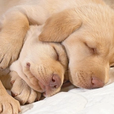 golden, retrievers, Sleeping