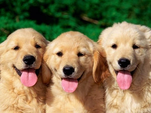 retrievers, golden, Three, Languages, young