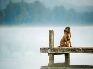 lake, Fog, dog, Rhodesian ridgeback, Platform