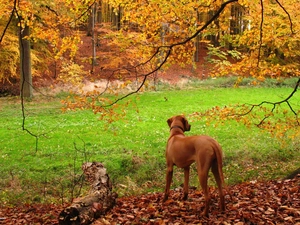 autumn, Rhodesian ridgeback, Golden automobile