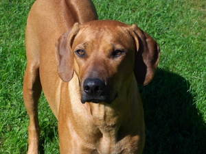 Rhodesian ridgeback