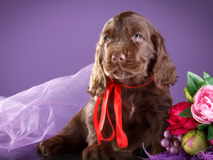 Puppy, Flowers, Red Ribbon, Cocker Spaniel