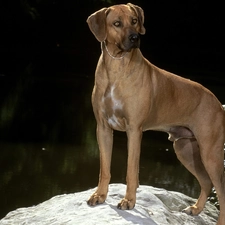 Rhodesian ridgeback, Beatyfull