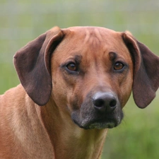 Rhodesian ridgeback, Head