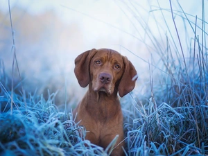 rime, Vizsla, grass