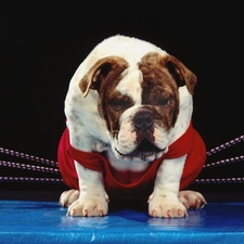 Shirt, Ring, Buldog