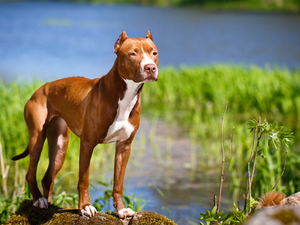 American Pitbull Terrier, River